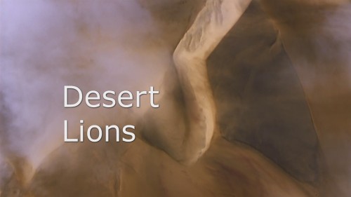 desert-lions