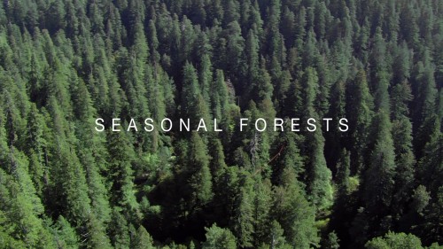 ep-10-seasonal-forests